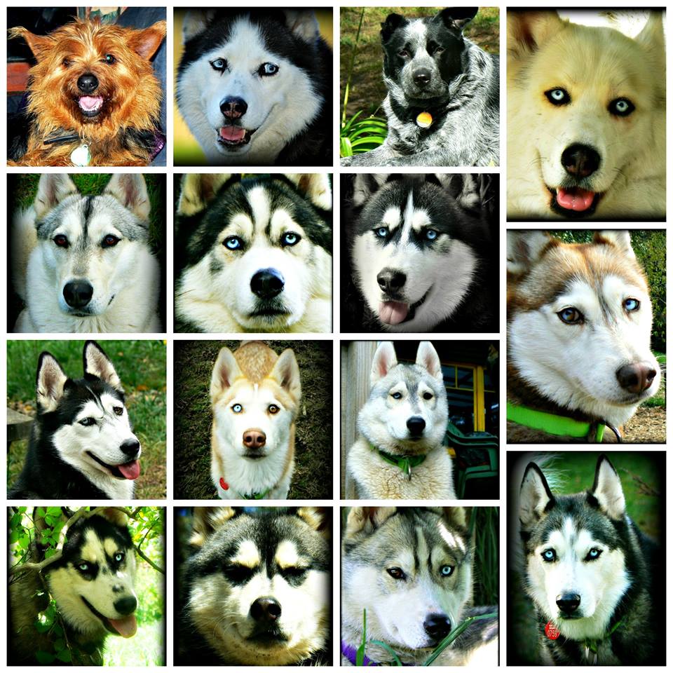 Alcuni dei loto cani, compreso Jasper e Ally (non husky)